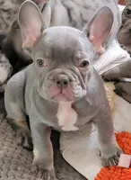 Pistachio, a male French Bulldog for sale in Watkinsville, GA – 1 of 10