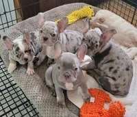 Walnut, a male French Bulldog for sale in Watkinsville, GA – 6 of 10