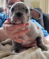 Walnut, a male French Bulldog for sale in Watkinsville, GA – 3 of 10