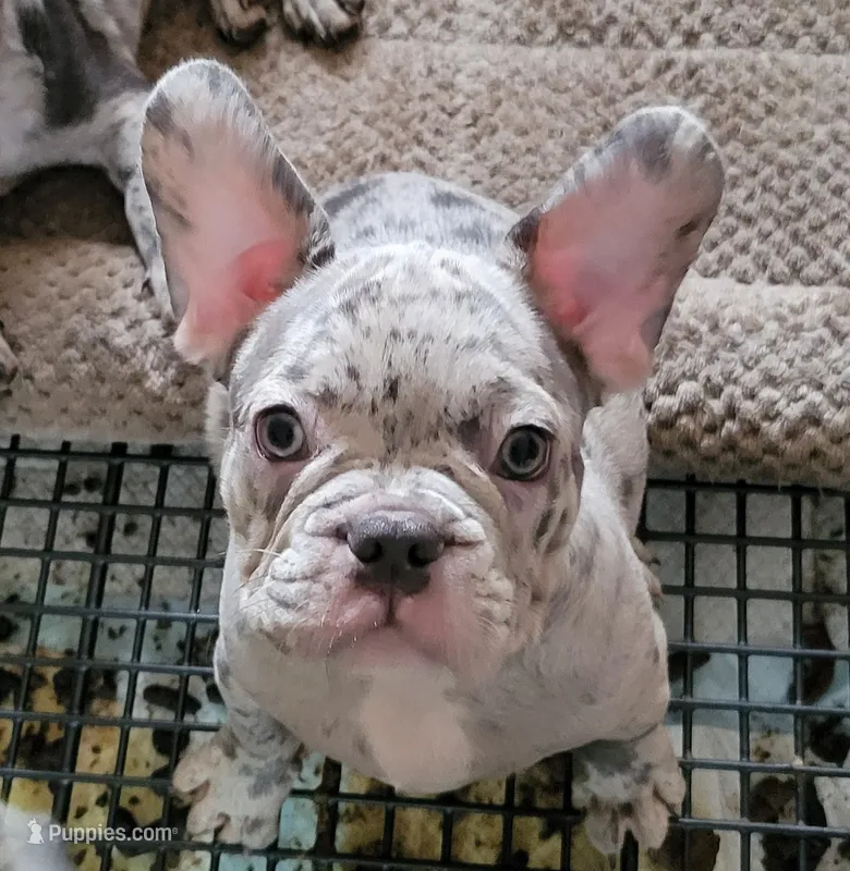 Walnut – French Bulldog puppy for sale in Watkinsville, GA
