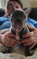 Pistachio, a male French Bulldog for sale in Watkinsville, GA – 2 of 10