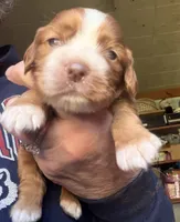 Red female, a female Cocker Spaniel for sale in Glidden, WI – 2 of 6
