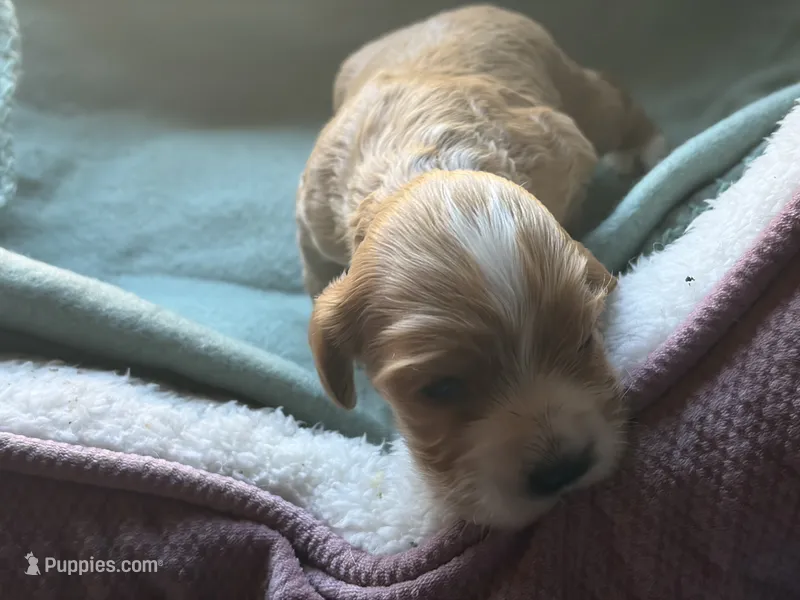 Red/buff female – Cocker Spaniel puppy for sale in Glidden, WI