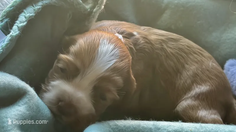 Red female – Cocker Spaniel puppy for sale in Glidden, WI