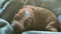 Red female, a female Cocker Spaniel for sale in Glidden, WI – 1 of 6