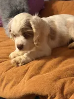 White/red parti, a male Cocker Spaniel for sale in Glidden, WI – 5 of 10