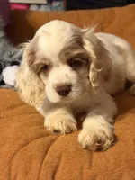 White/red parti, a male Cocker Spaniel for sale in Glidden, WI – 4 of 10