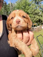 red boy, a male Cocker Spaniel for sale in Glidden, WI – 2 of 6