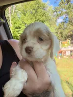 white parti 2, a male Cocker Spaniel for sale in Glidden, WI – 2 of 6