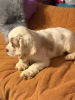 White/red parti, a male Cocker Spaniel for sale in Glidden, WI – 6 of 10