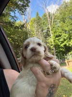 Righty, a male Cocker Spaniel for sale in Glidden, WI – 2 of 5