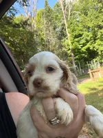 Righty, a male Cocker Spaniel for sale in Glidden, WI – 5 of 5