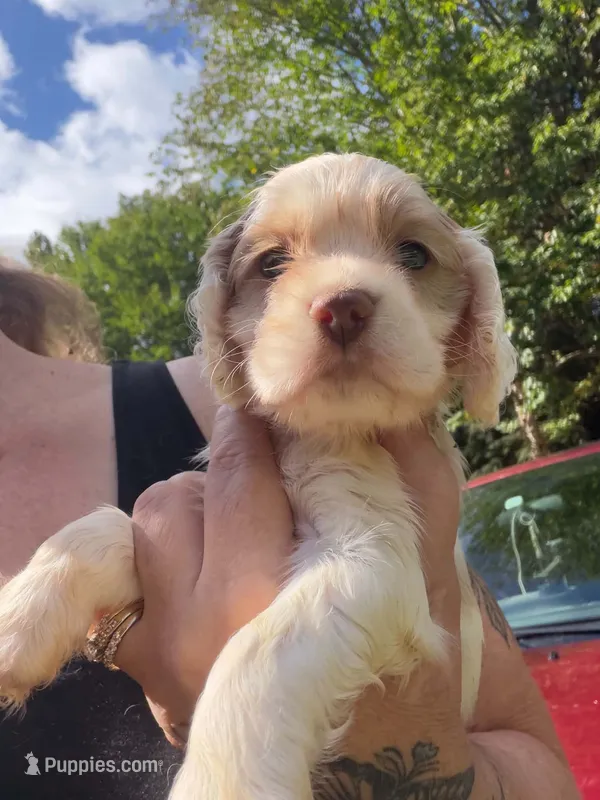 white parti 2 – Cocker Spaniel puppy for sale in Glidden, WI