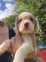 white parti 2, a male Cocker Spaniel for sale in Glidden, WI – 1 of 6