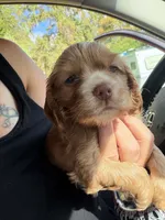 red boy, a male Cocker Spaniel for sale in Glidden, WI – 3 of 6
