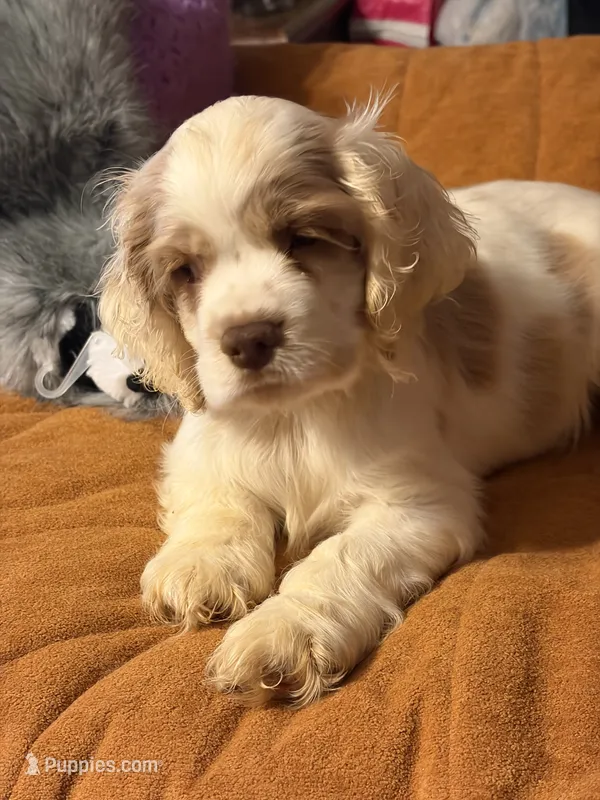 White/red parti – Cocker Spaniel puppy for sale in Glidden, WI