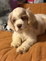 White/red parti, a male Cocker Spaniel for sale in Glidden, WI – 1 of 10