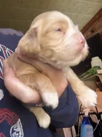 Light buff girl, a female Cocker Spaniel for sale in Glidden, WI – 2 of 5