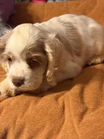 White/red parti, a male Cocker Spaniel for sale in Glidden, WI – 2 of 10