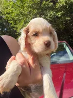 white parti 2, a male Cocker Spaniel for sale in Glidden, WI – 3 of 6