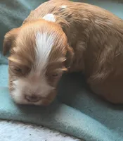 Red female, a female Cocker Spaniel for sale in Glidden, WI – 3 of 6