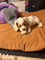 White/red parti, a male Cocker Spaniel for sale in Glidden, WI – 10 of 10