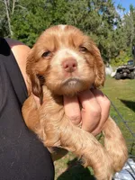 red boy, a male Cocker Spaniel for sale in Glidden, WI – 6 of 6