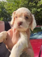white parti 2, a male Cocker Spaniel for sale in Glidden, WI – 4 of 6