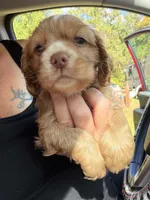 red boy, a male Cocker Spaniel for sale in Glidden, WI – 5 of 6