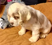 White/red parti, a male Cocker Spaniel for sale in Glidden, WI – 8 of 10