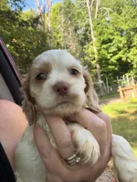 Righty, a male Cocker Spaniel for sale in Glidden, WI – 1 of 5