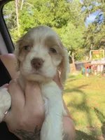white parti 2, a male Cocker Spaniel for sale in Glidden, WI – 5 of 6