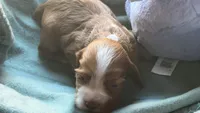 Red female, a female Cocker Spaniel for sale in Glidden, WI – 4 of 6