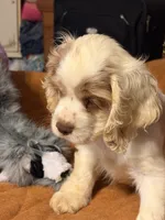 White/red parti, a male Cocker Spaniel for sale in Glidden, WI – 7 of 10