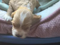 Red/buff female, a female Cocker Spaniel for sale in Glidden, WI – 3 of 4