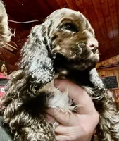 brownie with white, a male Cocker Spaniel for sale in Glidden, WI – Photo 8 of 9