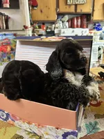 brownie with white, a male Cocker Spaniel for sale in Glidden, WI – Photo 1 of 9