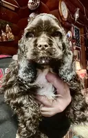 brownie with white, a male Cocker Spaniel for sale in Glidden, WI – Photo 5 of 9