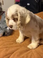 White/red parti, a male Cocker Spaniel for sale in Glidden, WI – 9 of 10