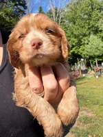 red boy, a male Cocker Spaniel for sale in Glidden, WI – 4 of 6