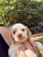 Righty, a male Cocker Spaniel for sale in Glidden, WI – 4 of 5