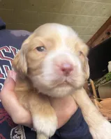 Light buff girl, a female Cocker Spaniel for sale in Glidden, WI – 1 of 5