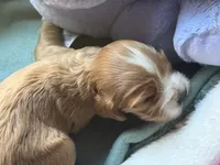 Red/buff female, a female Cocker Spaniel for sale in Glidden, WI – 4 of 4
