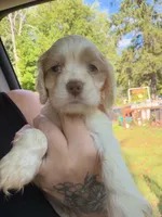 white parti 2, a male Cocker Spaniel for sale in Glidden, WI – 6 of 6