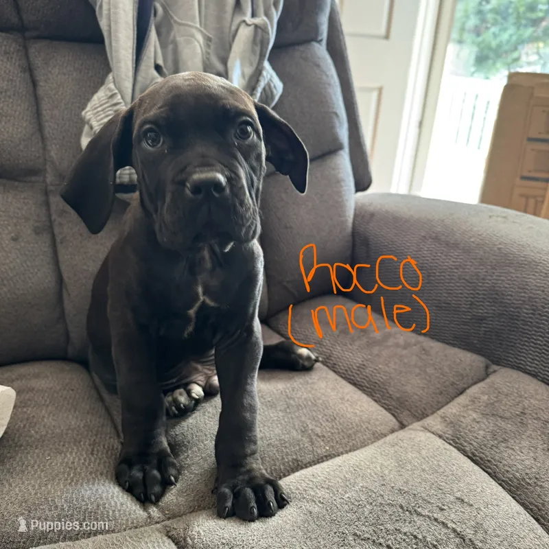 Roco  – Cane Corso puppy for sale in Winston-Salem, NC