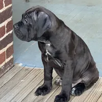 Shae, a female Cane Corso for sale in Winston-Salem, NC – 2 of 2