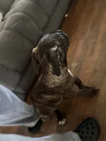 Princess, a female Cane Corso for sale in Winston-Salem, NC – 2 of 2