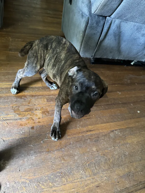 Princess – Cane Corso puppy for sale in Winston-Salem, NC
