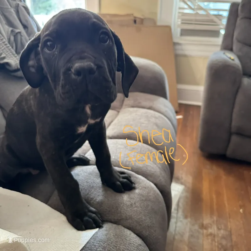 Shae – Cane Corso puppy for sale in Winston-Salem, NC