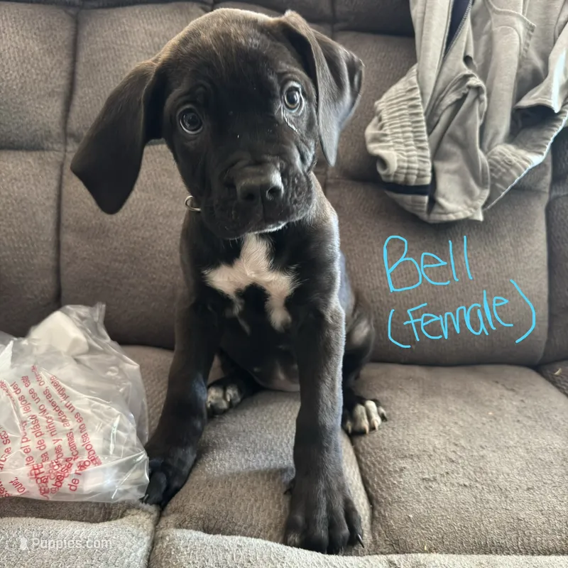 Bell – Cane Corso puppy for sale in Winston-Salem, NC